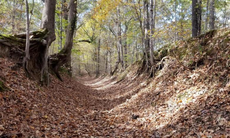 A remnant of the Trail of Tears at Military Road Trail at Village Creek State Park.